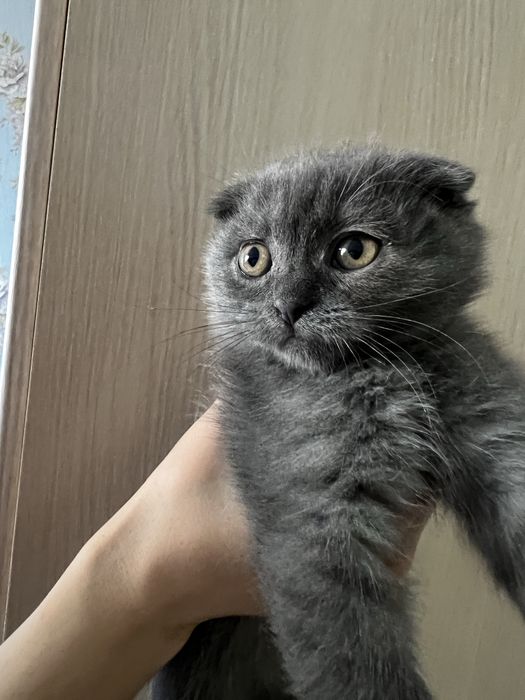 Скоттиш фолд мальчик