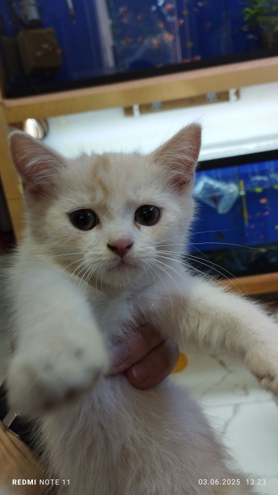 Продаются Шиншилла котята
