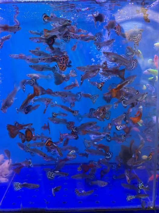 Гуппи мальчики и девочки