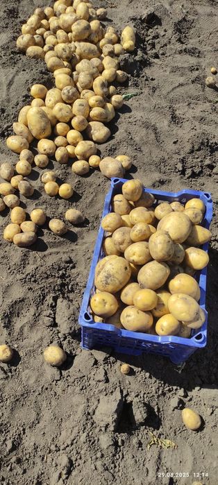 Продам картофель