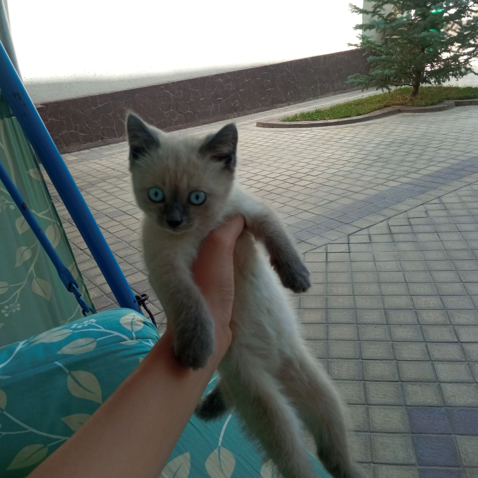 Сиамский кот, 4 месячный