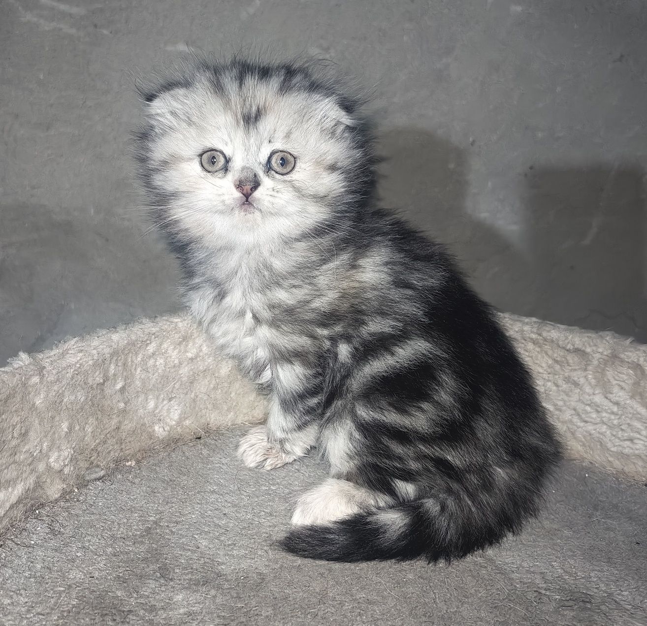 Продаётся котенок скотиш фолд