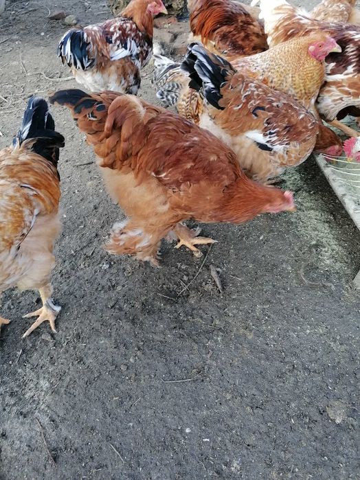 Vand cocosi rasa Brahma potarnichiu