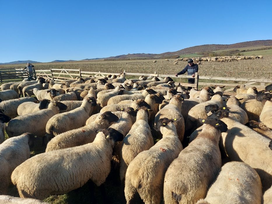 Vand berbecuti sufolk