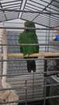 Vand papagal eclectus