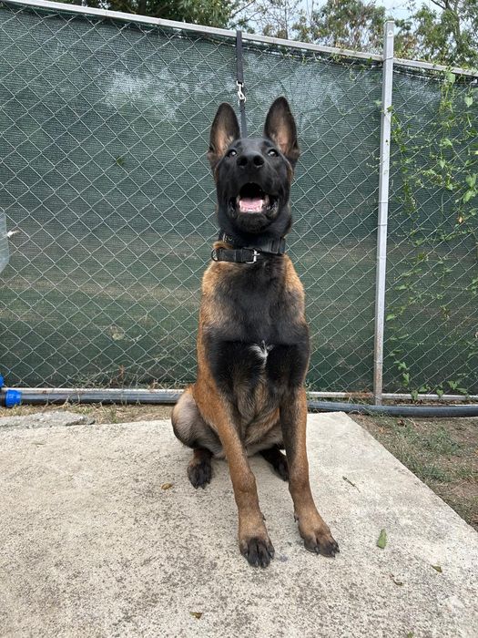 Ciobanesc belgian malinois
