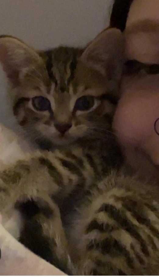 Котенок девочка.