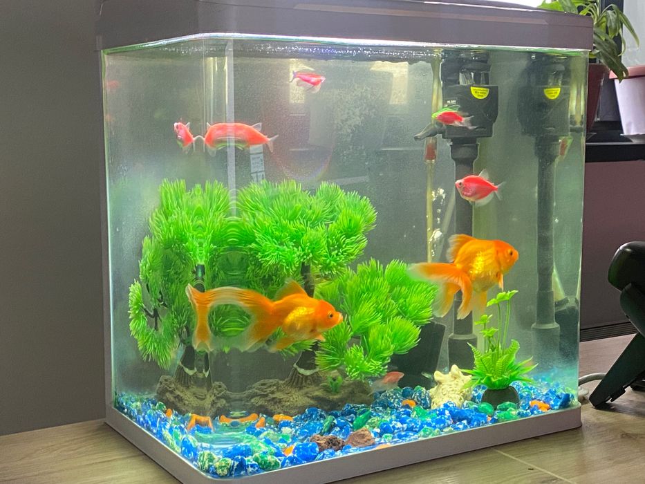 Tayyor akvarium baliqlari bilan sotiladi