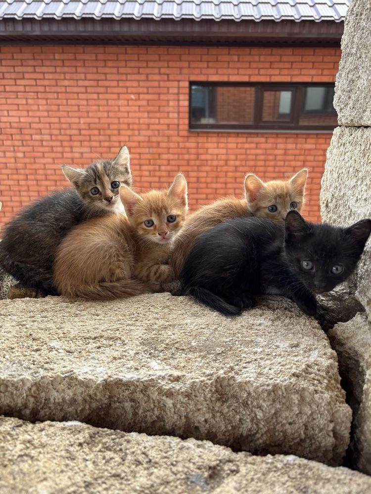 Отдам котят в добрые руки