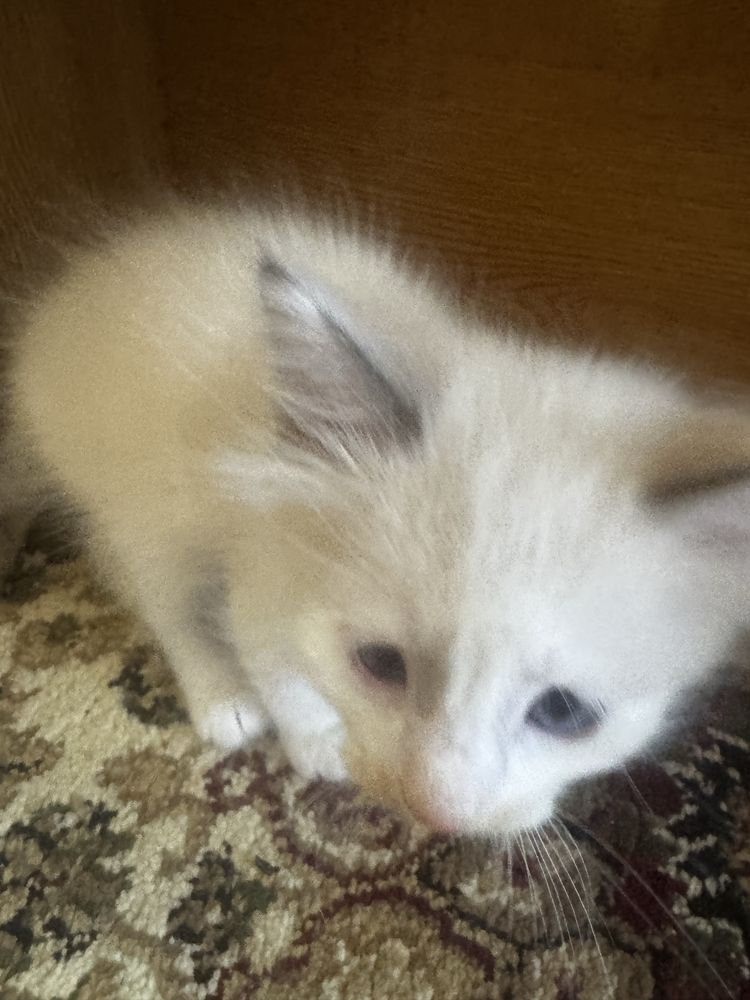 Котенок , кішкентай мысықтар бар