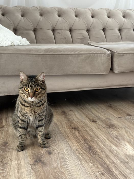 Котик ищет семью. Кастрирован