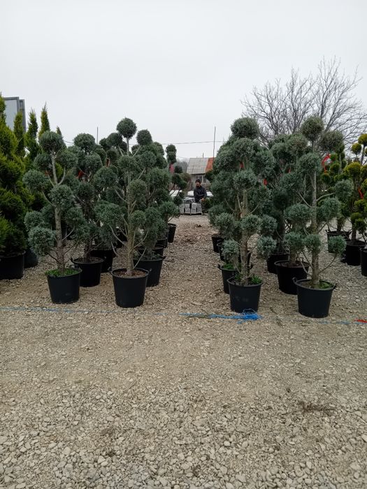 Tuia leilandi chiparosi arizonica