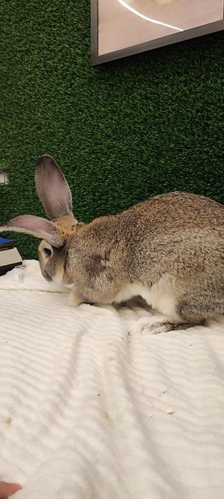 Flandr quyon sotiladi erkak 1 yoshdan oshgan