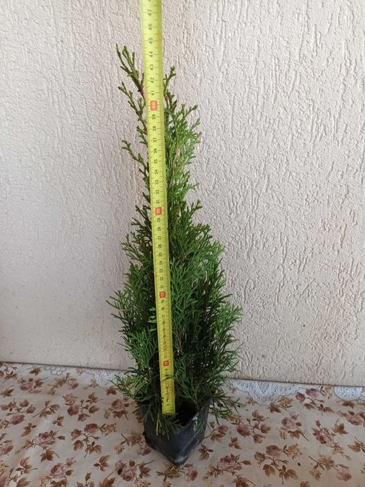 Tuia Smarald 40-50 cm