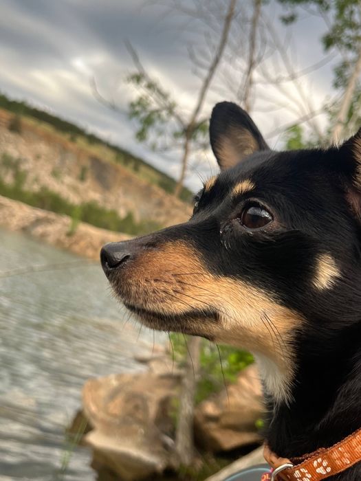 Отдам в добрые руки в связи с беременностью