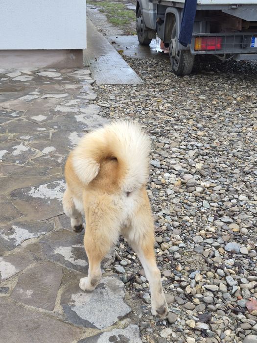 Donez cățel Akita Inu