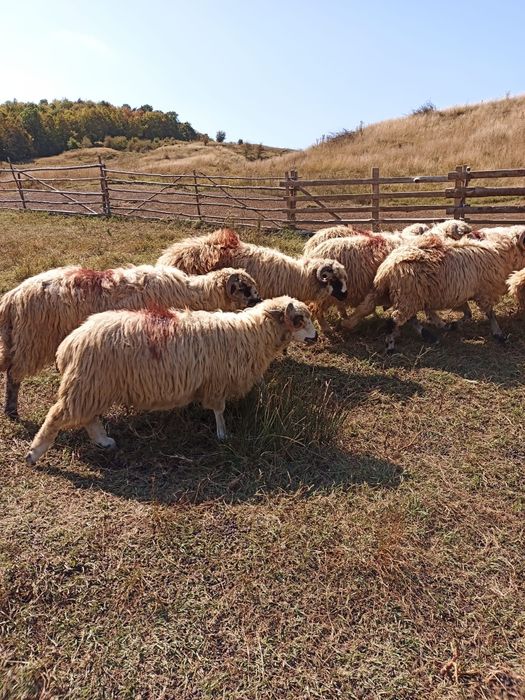 Oi țurcane ,tinere, frumoase
