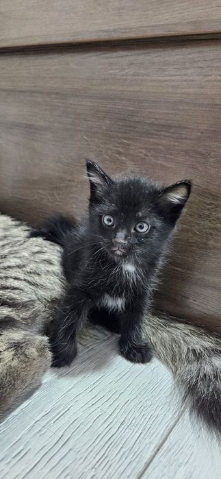 Пышыклар сатылады 50,000