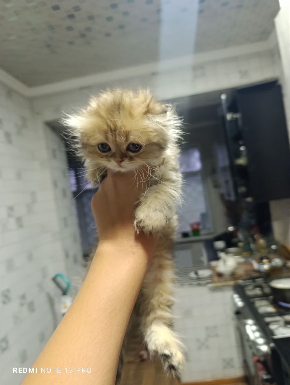 Котята маленькие шиншиллы