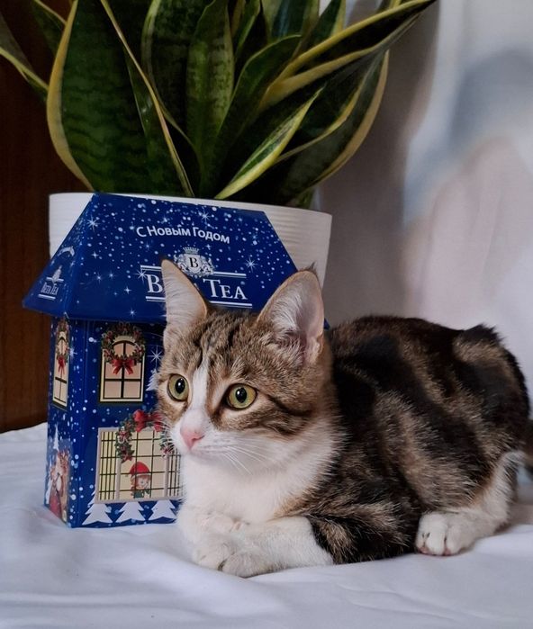 Клеопатра ищет семью