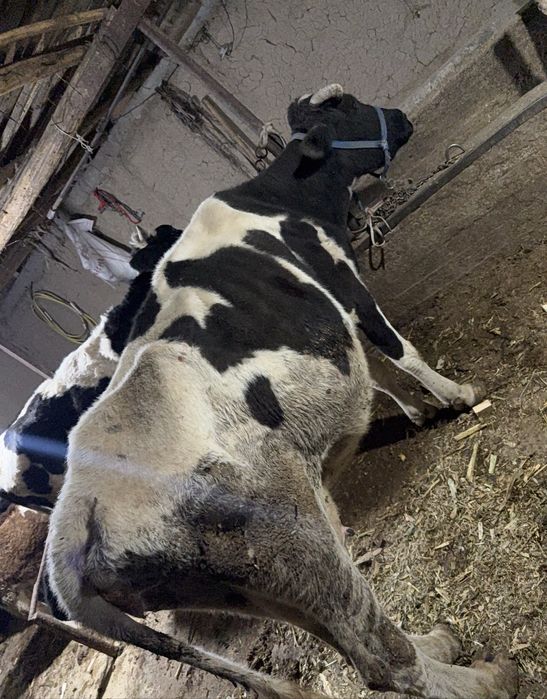 Sigir sotiladi soglom suti bor 4-5 bor orta yosh