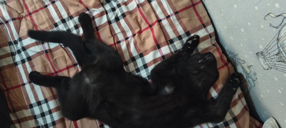 Мушук зотли кизча