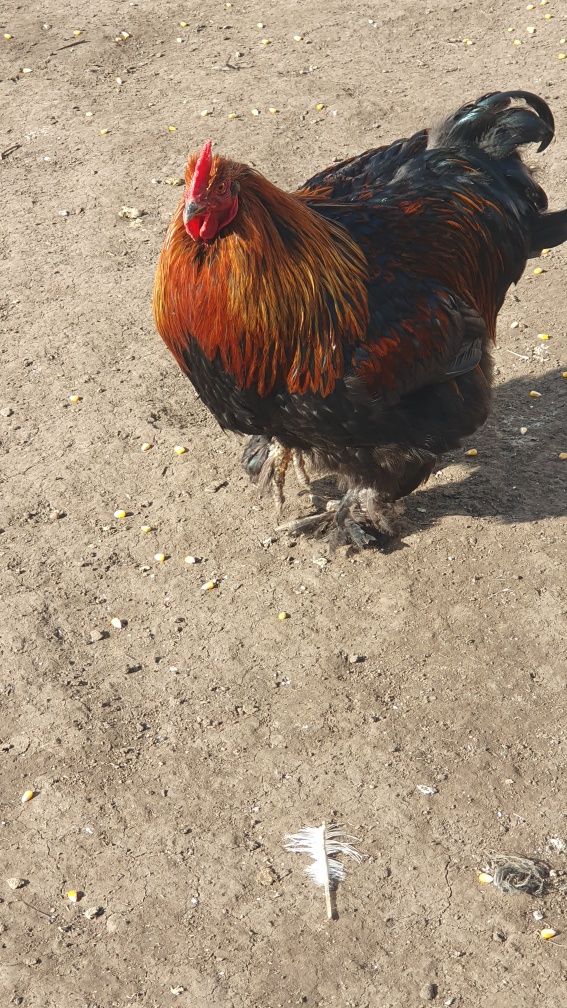 Cocosi de vanzare!