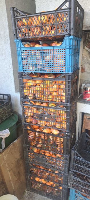 Райска ябълка Diospyros kaki