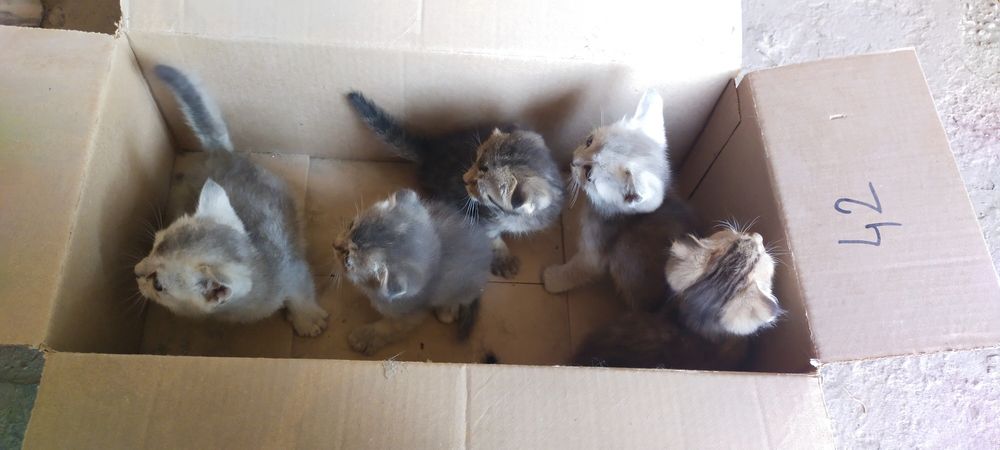 Продаются котята