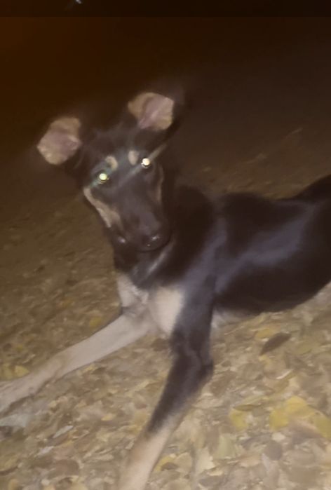 Лео ищет дом. Доставлю!