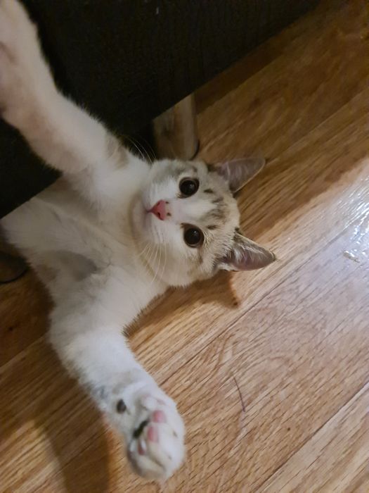 Отдам кота,мальчик , к лотку приучен