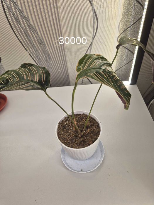 Продаётся комнатные цветы