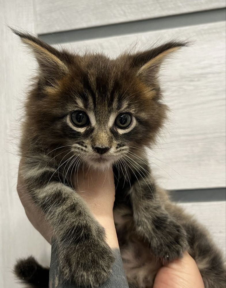 Котенок мейн-кун
