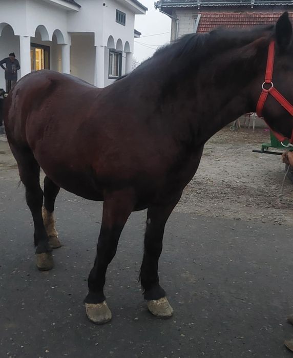 Vand manza de 2 anisori 1,80 la greaban