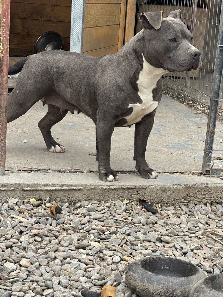 American Bully 2 ani