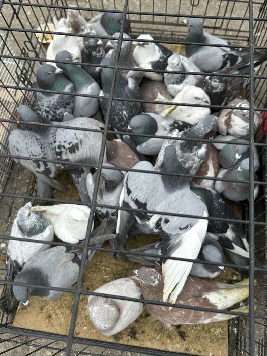 Vamd porumbei voiajori