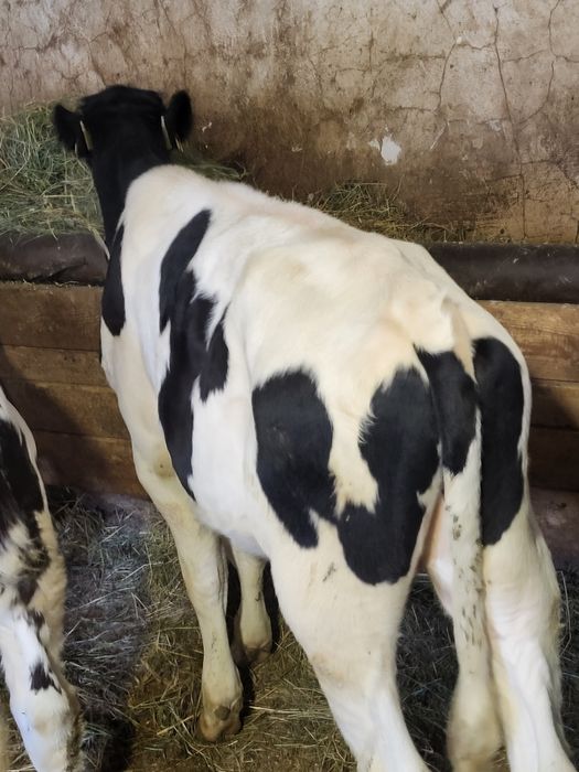 Vand tauras intarcat