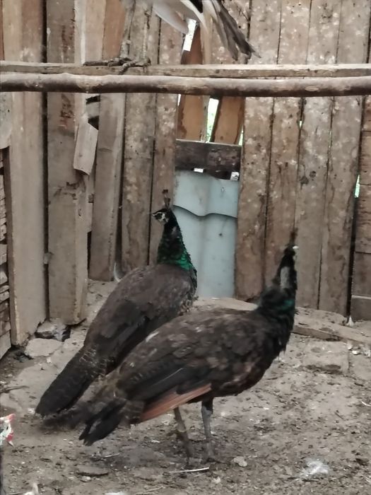 Vând păun spalding