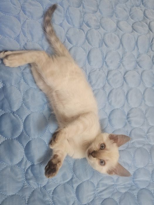 Бенгальские котята в любимцы