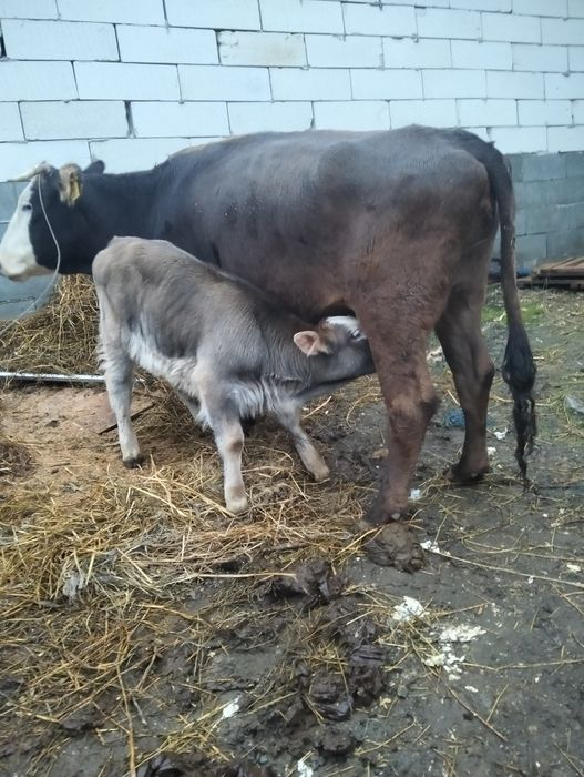 Vând vaca cu vițel