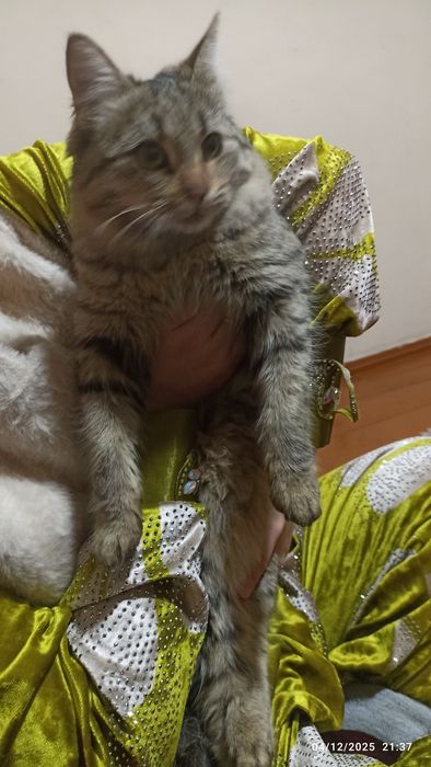 Tekinga sibir mushugini beraman. Qiz bola 6 oylik. Juda mehribon