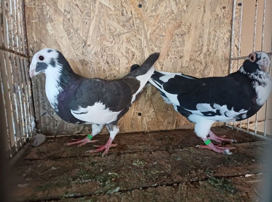 Porumbei de vânzare voiajori, voiajori stil vechi, voiajori Duduros