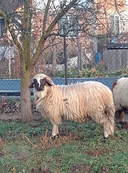 Vând berbecut fătat mai târziu cei interesați