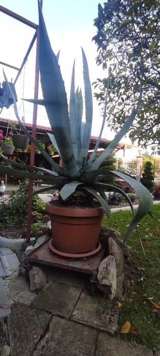 Столетник Агаве Алое