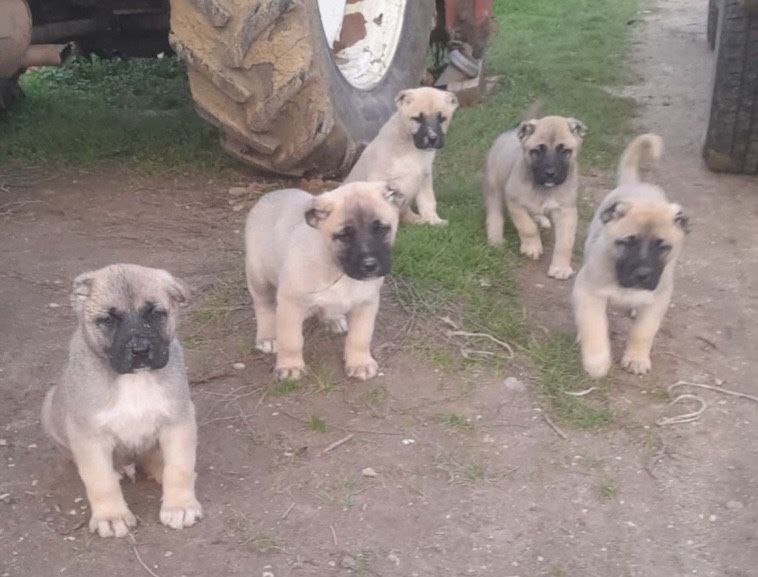 Кученца кангал 2месеца с ДОСТАВКА