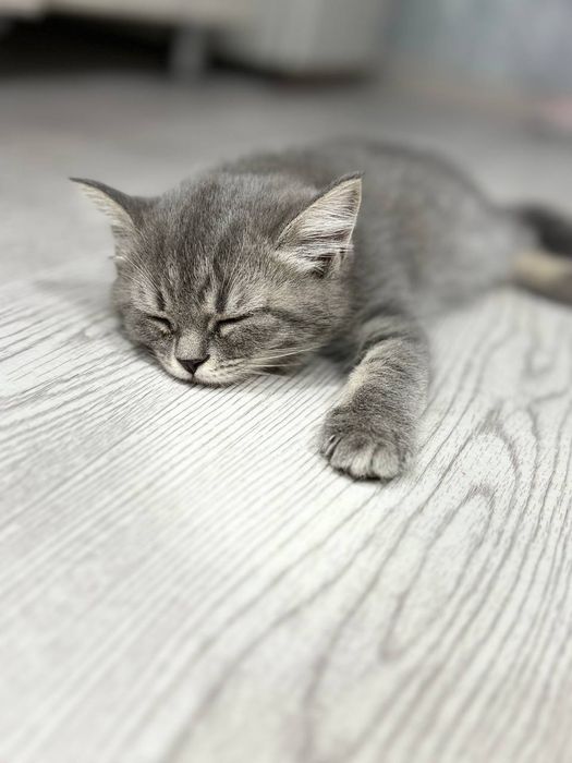 Британский мушукча сотилади