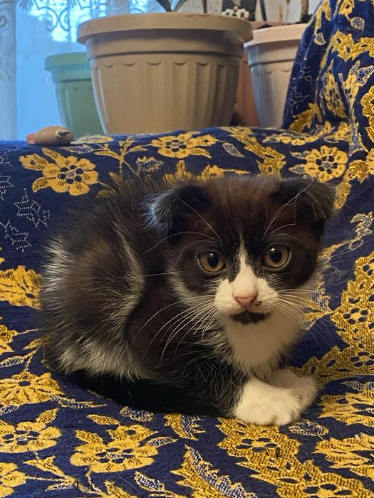 Котенок карликовый вислоухий