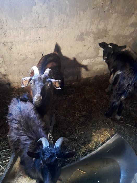 Vand 2 capre gestante si 1 țap