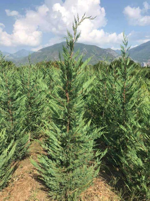 Tuia,lilandi,tei,mesteacăn,pawlonia,arțar,potinia,laur englezesc PonPo