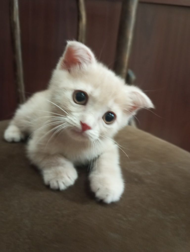 Вислоухие котята